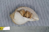 藏品(柄真寄居蟹)的圖片